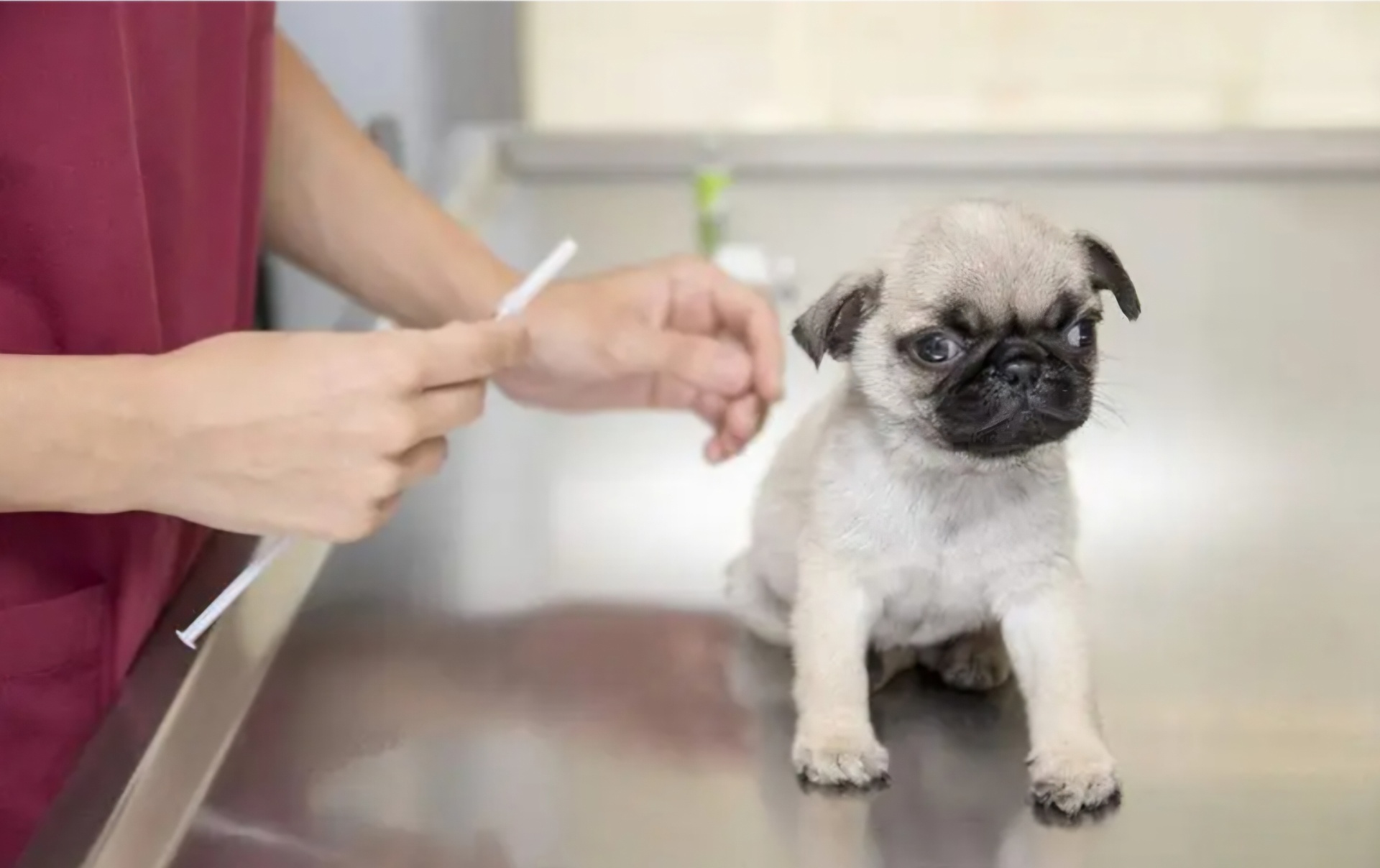 Pet vaccines, explained simply