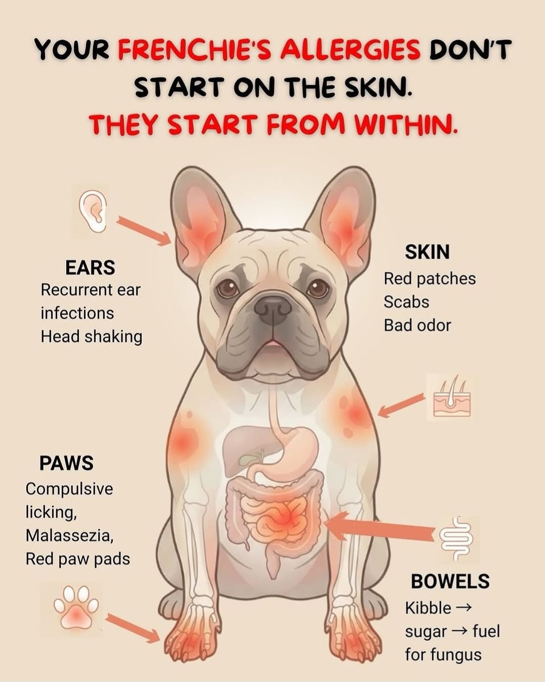 Frenchie allergies: they start from within