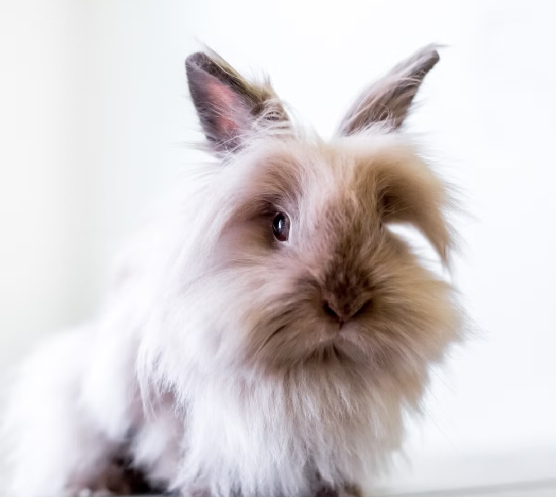 What rabbits should eat every day