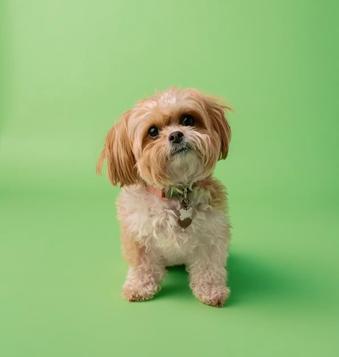 Dog dental care that fits your routine