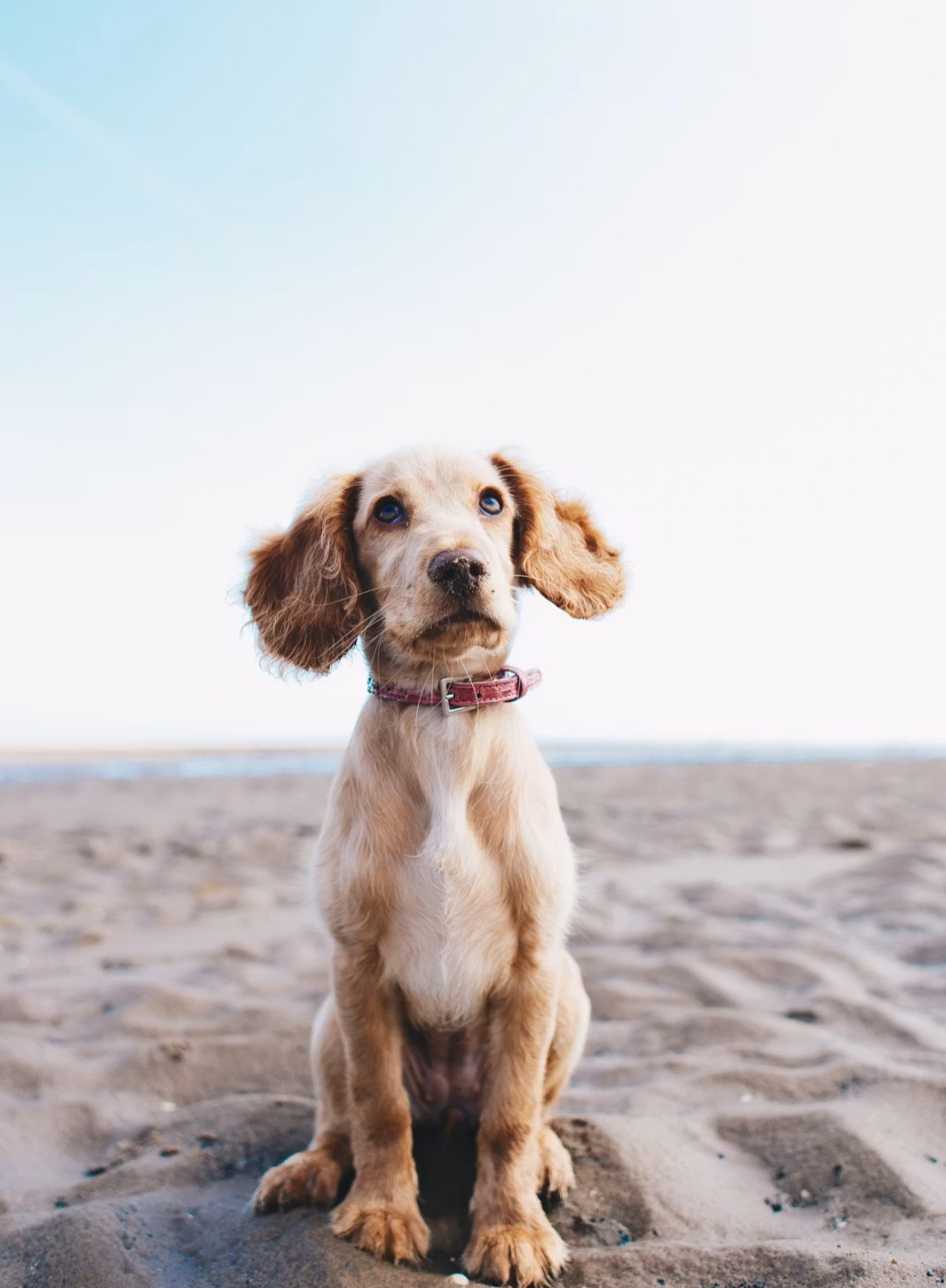 Flea and tick prevention that actually works