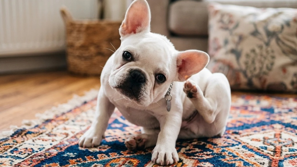 Itchy pet? Start here.