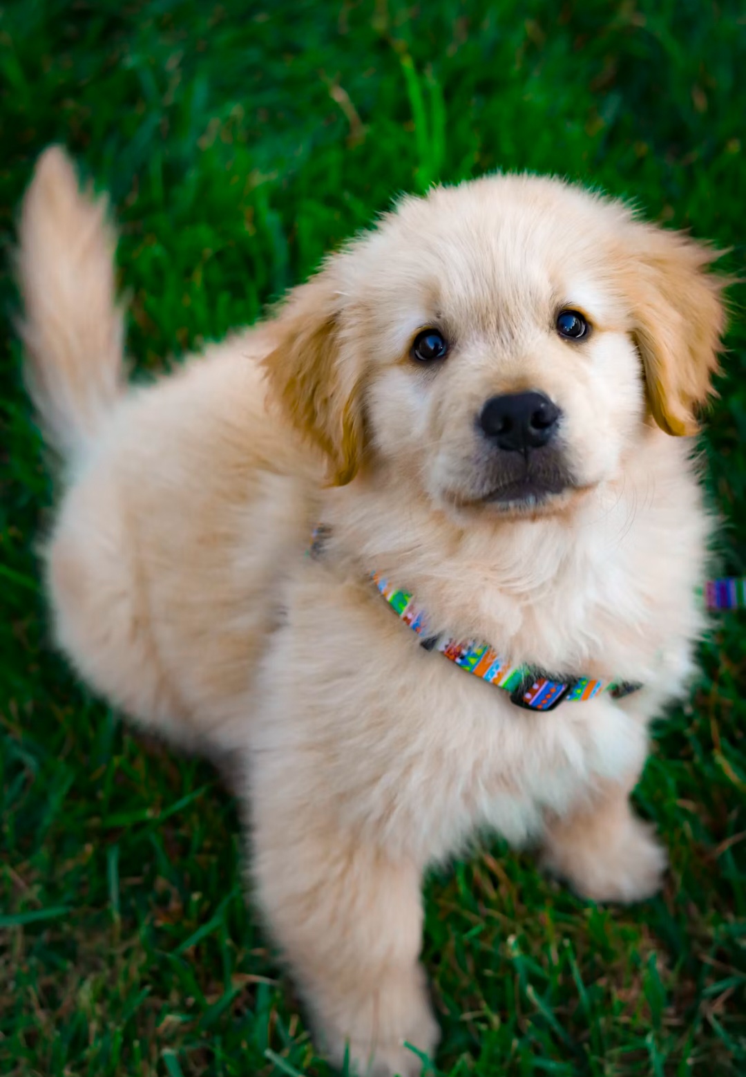 Stopping leash pulling without a fight