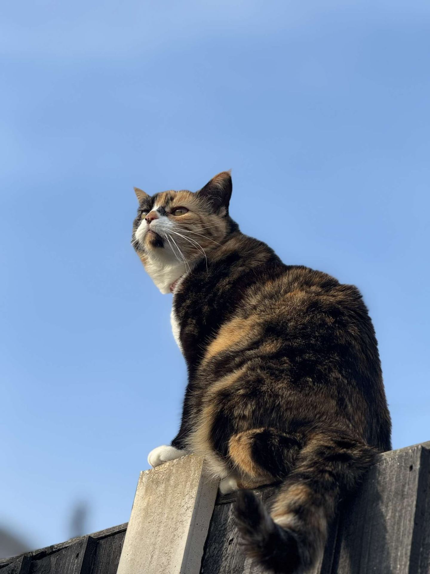 When your cat stops using the litter box