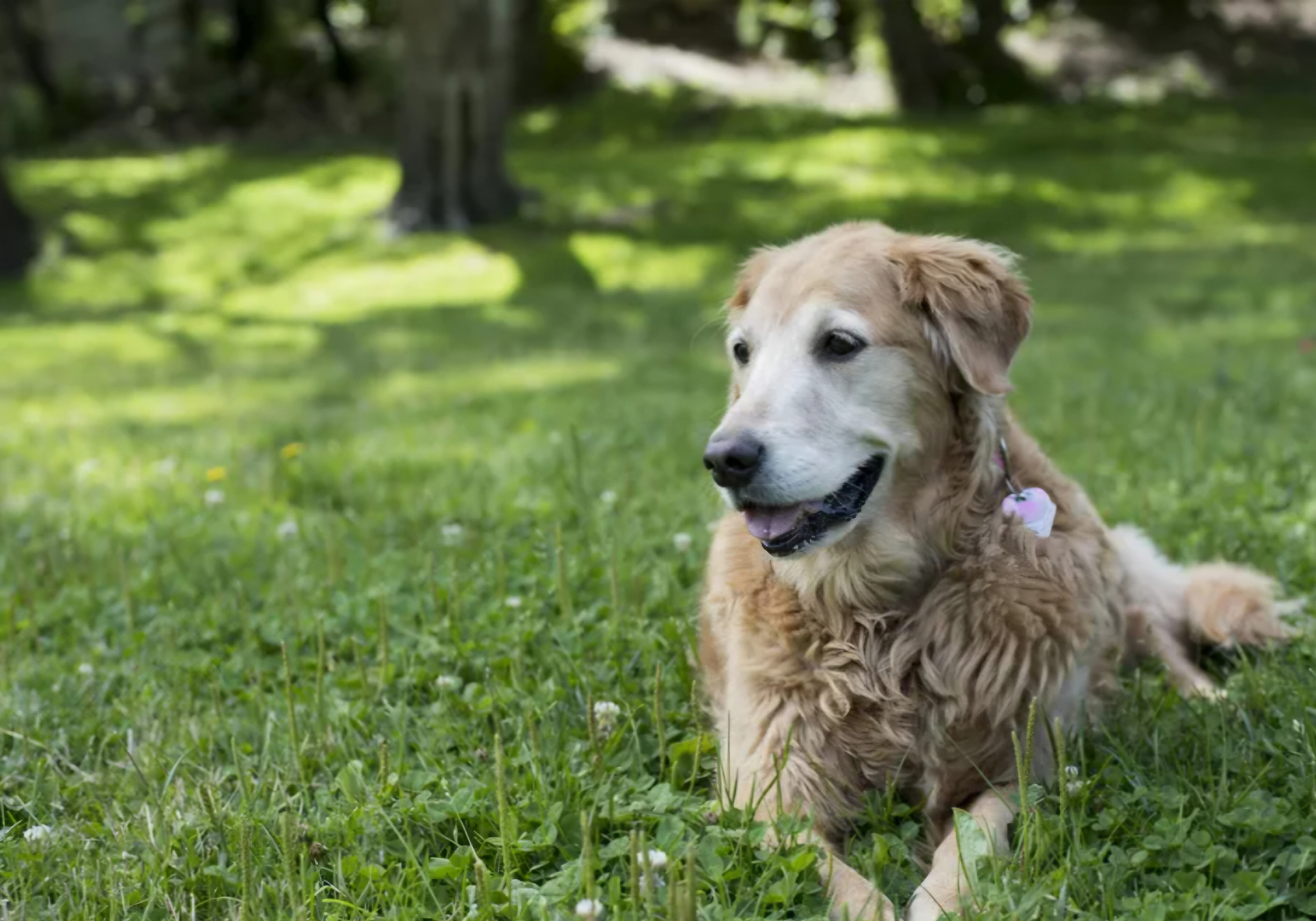 Signs your senior dog needs a check-in