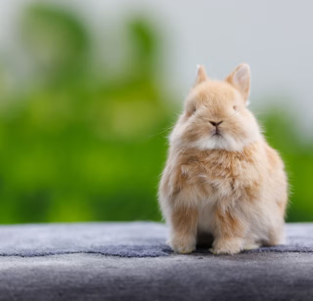 A simple guide to worming your pet